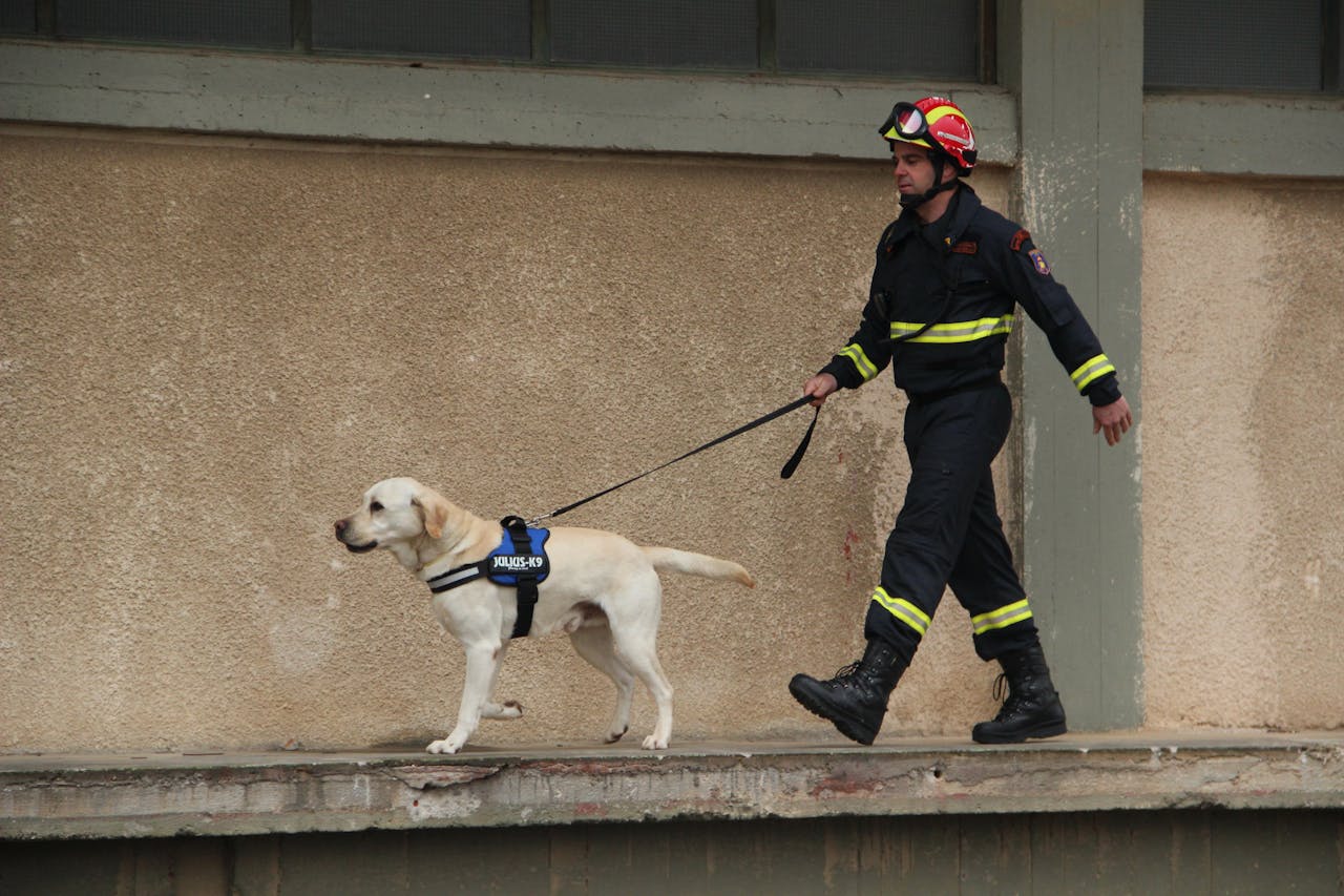 about-06 Firefighter with a Labrador rescue dog on a leash walking along a building wall in Eleusis, Greece.
