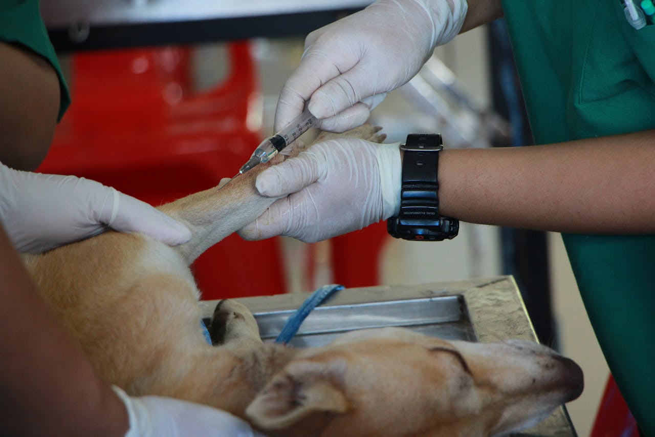 about-07 Close-up of a veterinarian injecting a dog with care in a clinic setting.