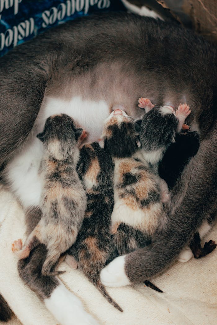 services-02 Adorable newborn kittens feeding from their mother cat, close-up shot showcasing maternal care and bonding.