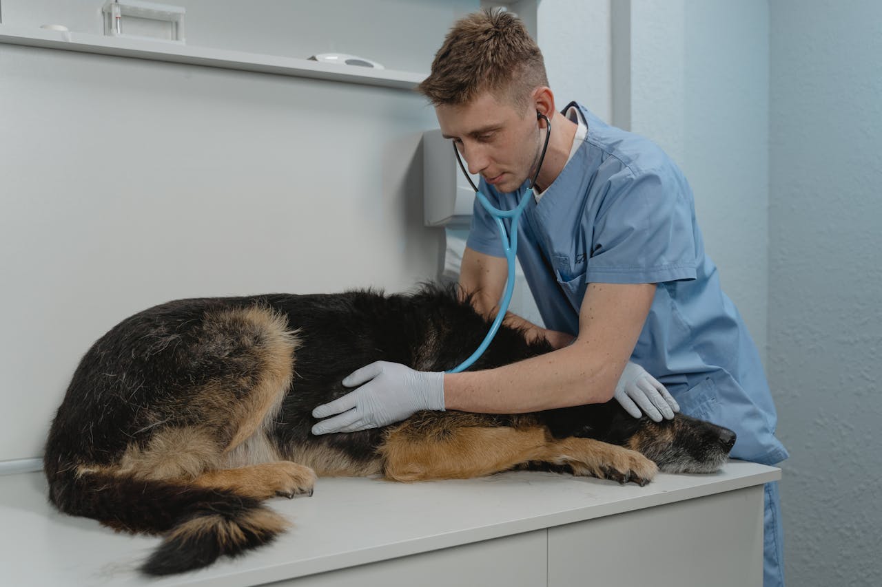 about-05 A veterinarian checks a German Shepherd's health using a stethoscope on a clinic table.
