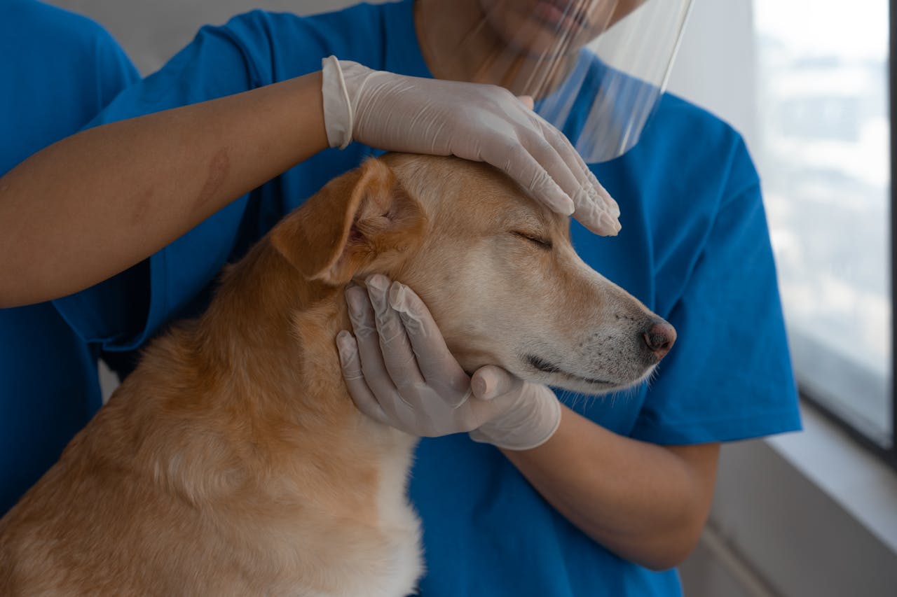 about-03 Veterinarian carefully checks and comforts a dog in a clinic environment.