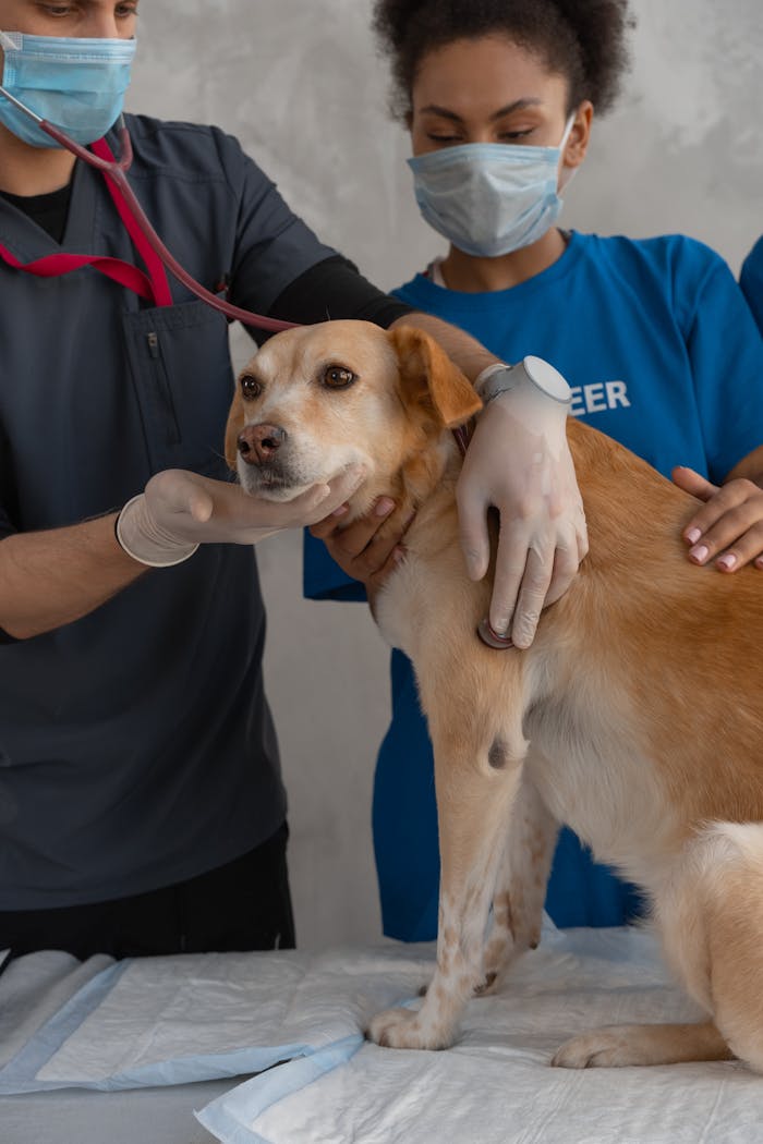 services-01 A veterinarian team examines a dog in clinic setting.